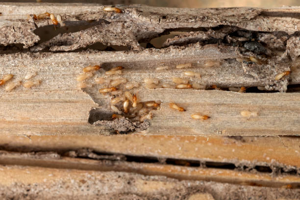 Best Wasp Removal Services  in Perry, LA