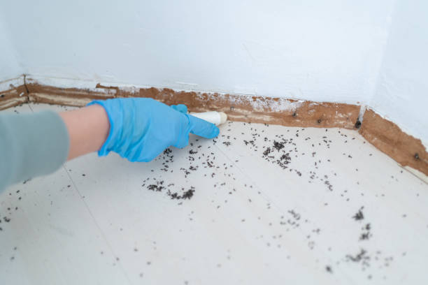 Best Residential Pest Control  in Perry, LA